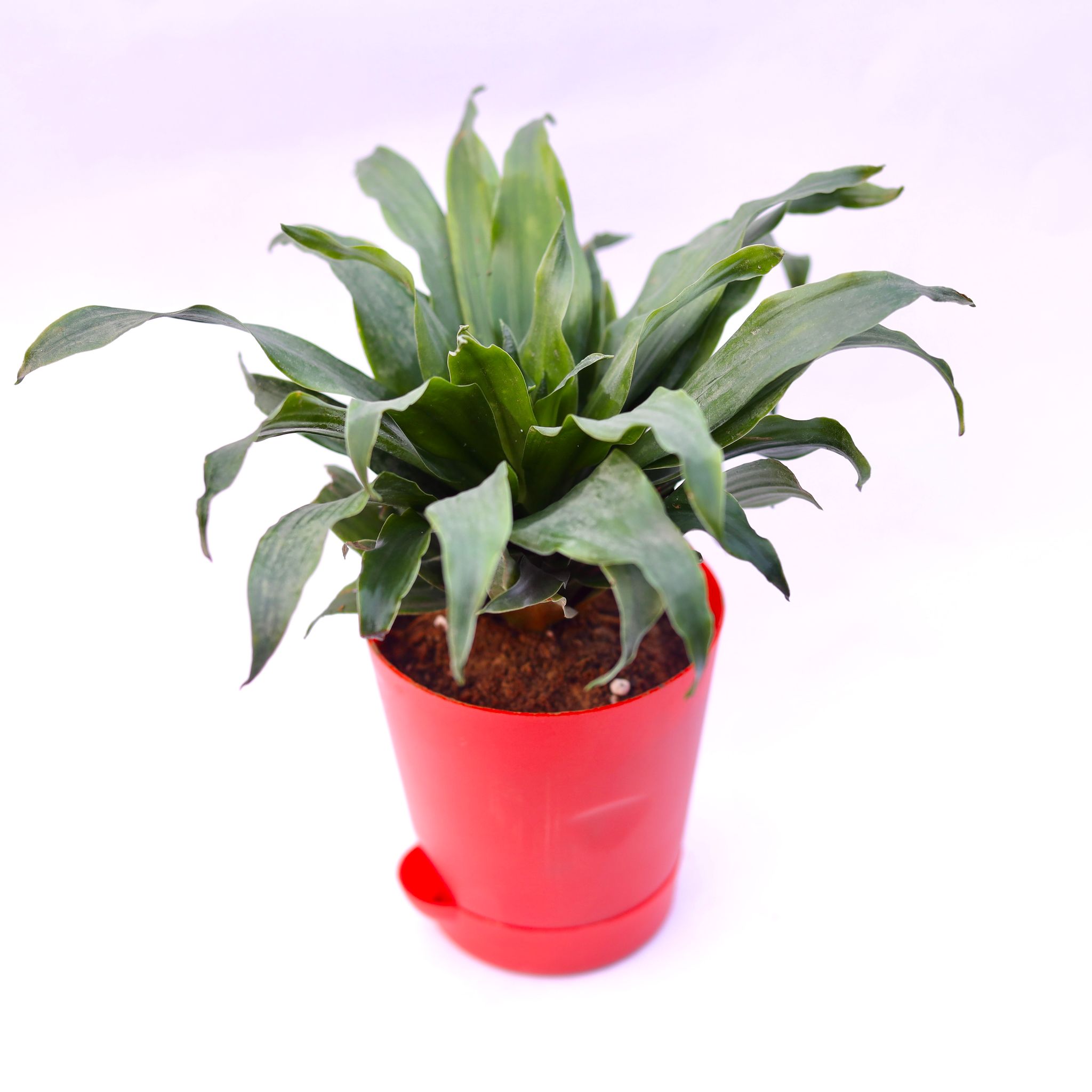 Dracaena compacta in 4 Inch Red Florence Self Watering Pot