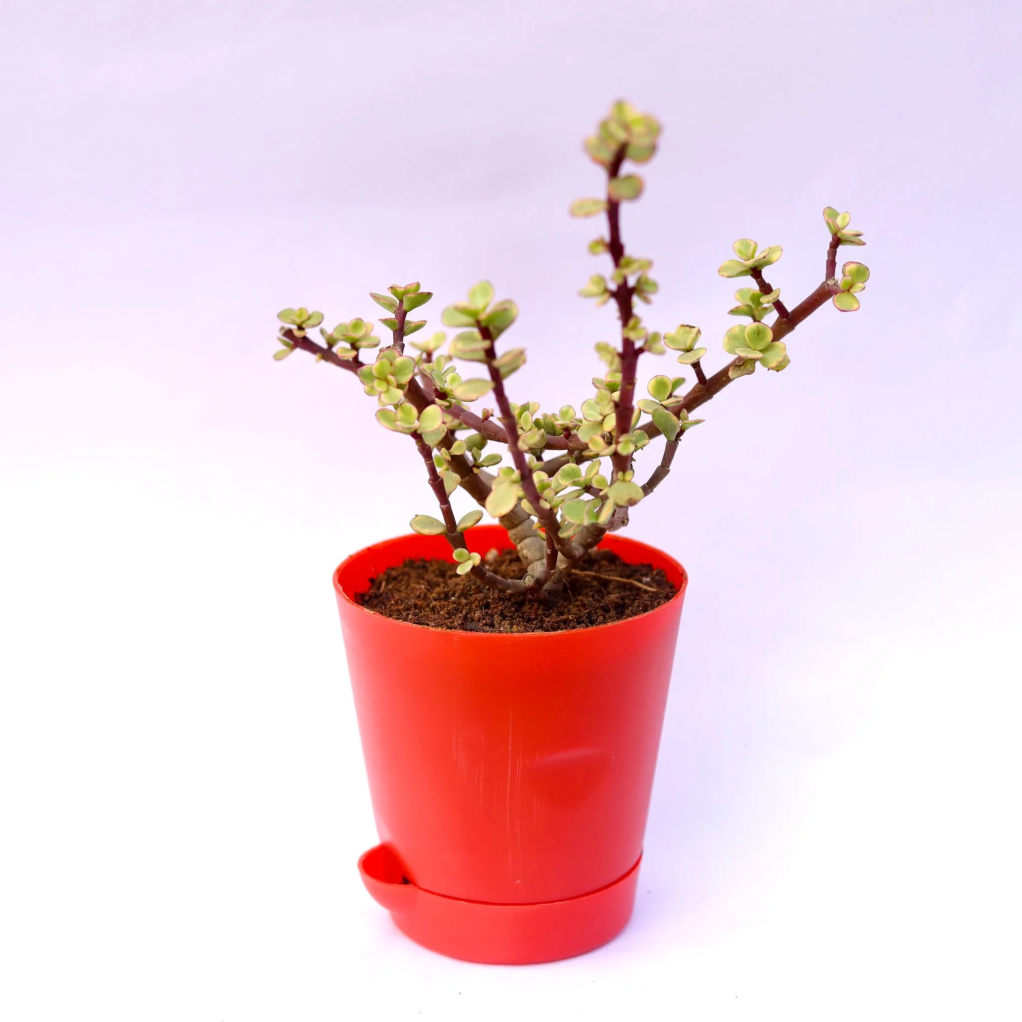 Jade Variegated Succulent in 4 Inch Red Florence Self Watering Pot