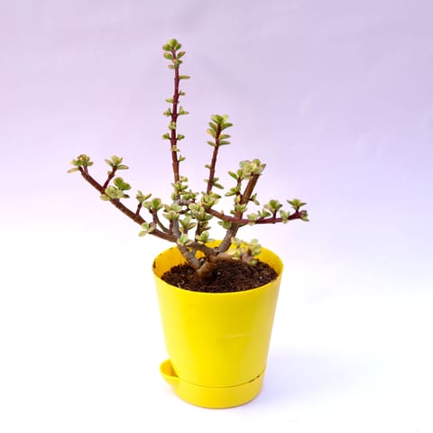 Jade Variegated Succulent in 4 Inch Yellow Florence Self Watering Pot