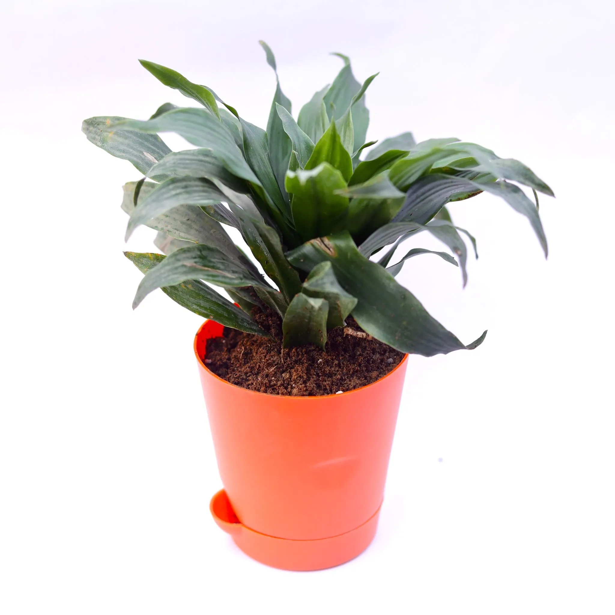 Dracaena compacta in 4 Inch Orange Florence Self Watering Pot
