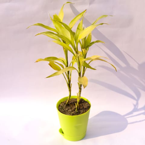 Lucky Bamboo Golden in 4 Inch Green Florence Self Watering Pot