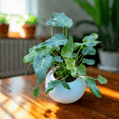 Xanadu Green in 3 Inch White Classy Ball Ceramic Pot ? Minimalist Glossy Succulent Pot, Indoor Flower Pot for Home and Office D?cor