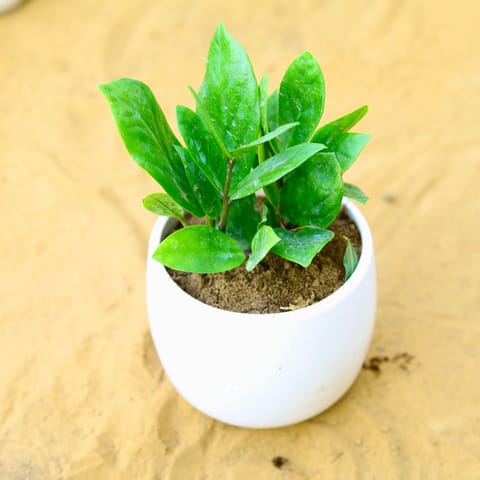 Zz Green in 4 Inch Designer Glossy White Three Legged  Ceramic Pot