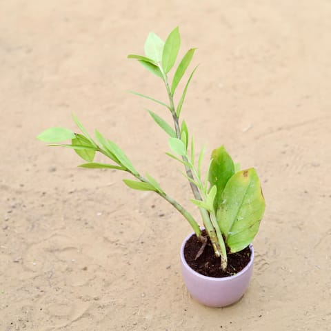 Zz Green in 3 Inch Purple Classy Cup Ceramic Pot ? Minimalist Glossy Succulent Pot, Indoor Flower Pot for Home and Office D?cor