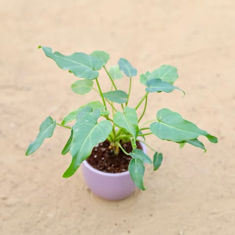 Xanadu Green in 3 Inch Purple Classy Cup Ceramic Pot ? Minimalist Glossy Succulent Pot, Indoor Flower Pot for Home and Office D?cor