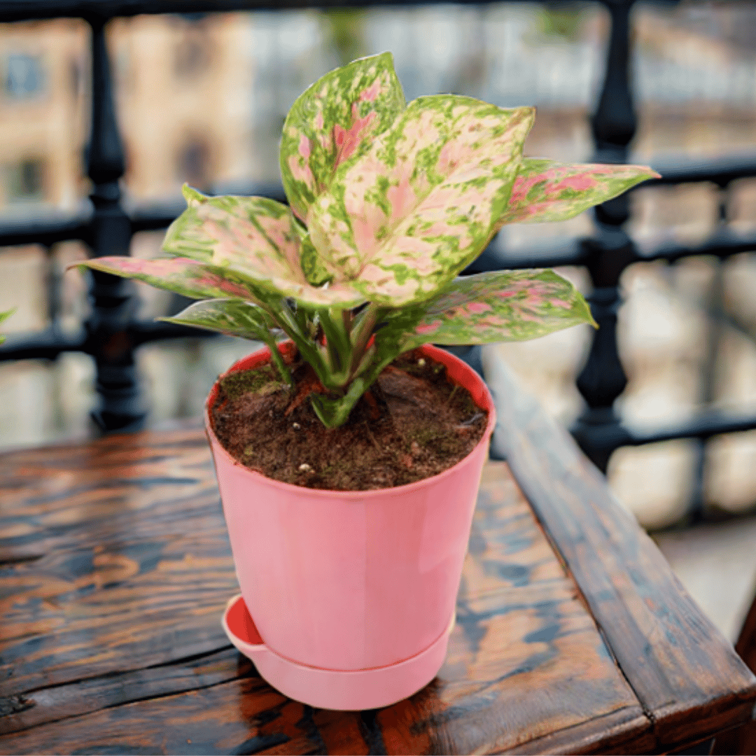 Aglaonema Pink in 4 Inch Pink Florence Self Watering Pot