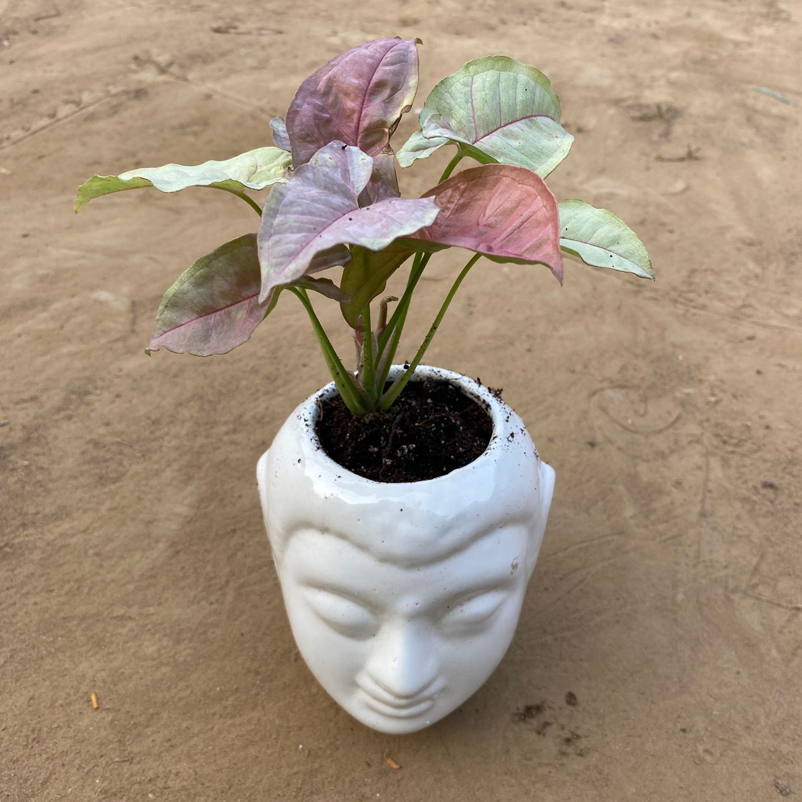 Syngonium Pixie Pink in 6 Inch White Premium Buddha Plastic Pot