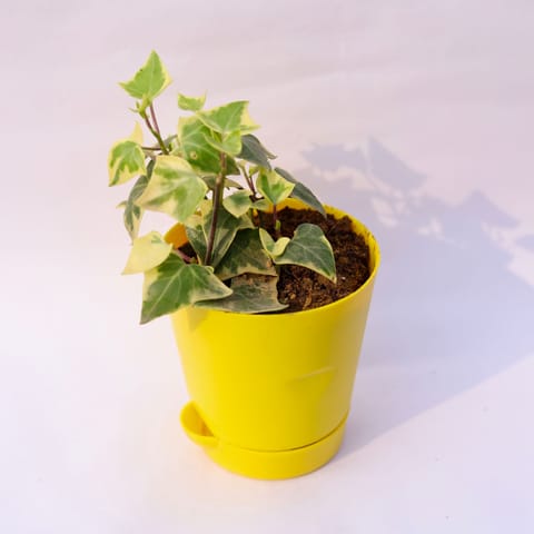 English Ivy in 4 Inch Yellow Florence Self Watering Pot