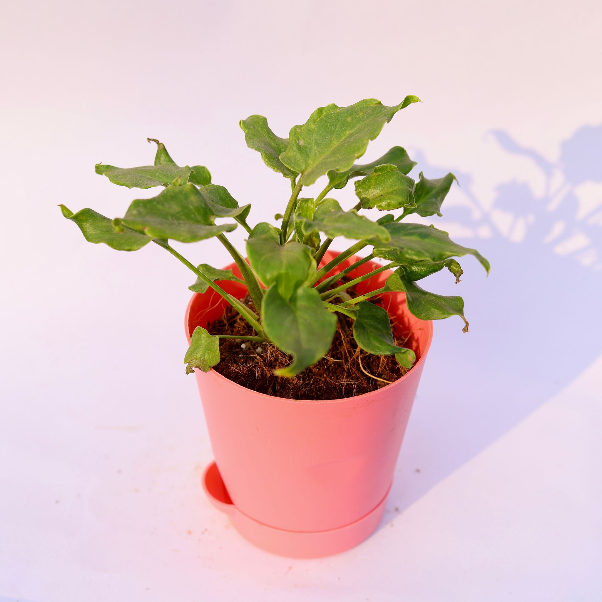 Xanadu Green Dwarf in 4 Inch Pink Florence Self Watering Pot