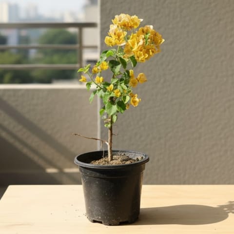 Bougainvillea (Any Color) in 6 Inch Nursery Pot