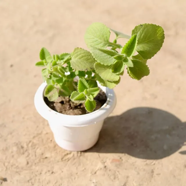 Ajwain Plant in 6 Inch White Classy Plastic Pot