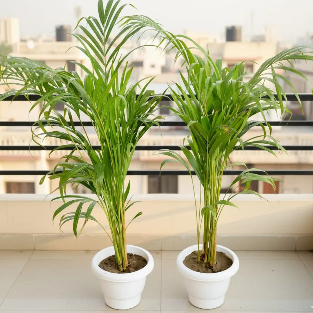 Air Purifier Set of 2 - Areca Palm (2-2.5 Ft) in 8 Inch Classy White Plastic Pot