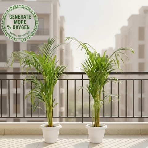 Air Purifier Set of 2 - Areca Palm  (2-2.5 Ft) in 8 Inch Classy White Plastic Pot