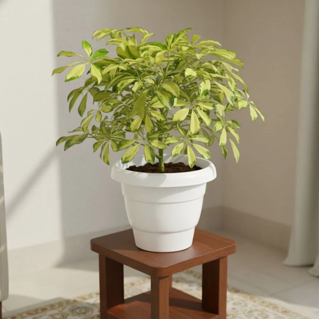 Schefflera Brassia in 8 Inch White Classy Plastic Pot
