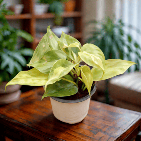 Indoor Plant - Oxycardium Brazil /Vareigated in 4 Inch Nursery Pot