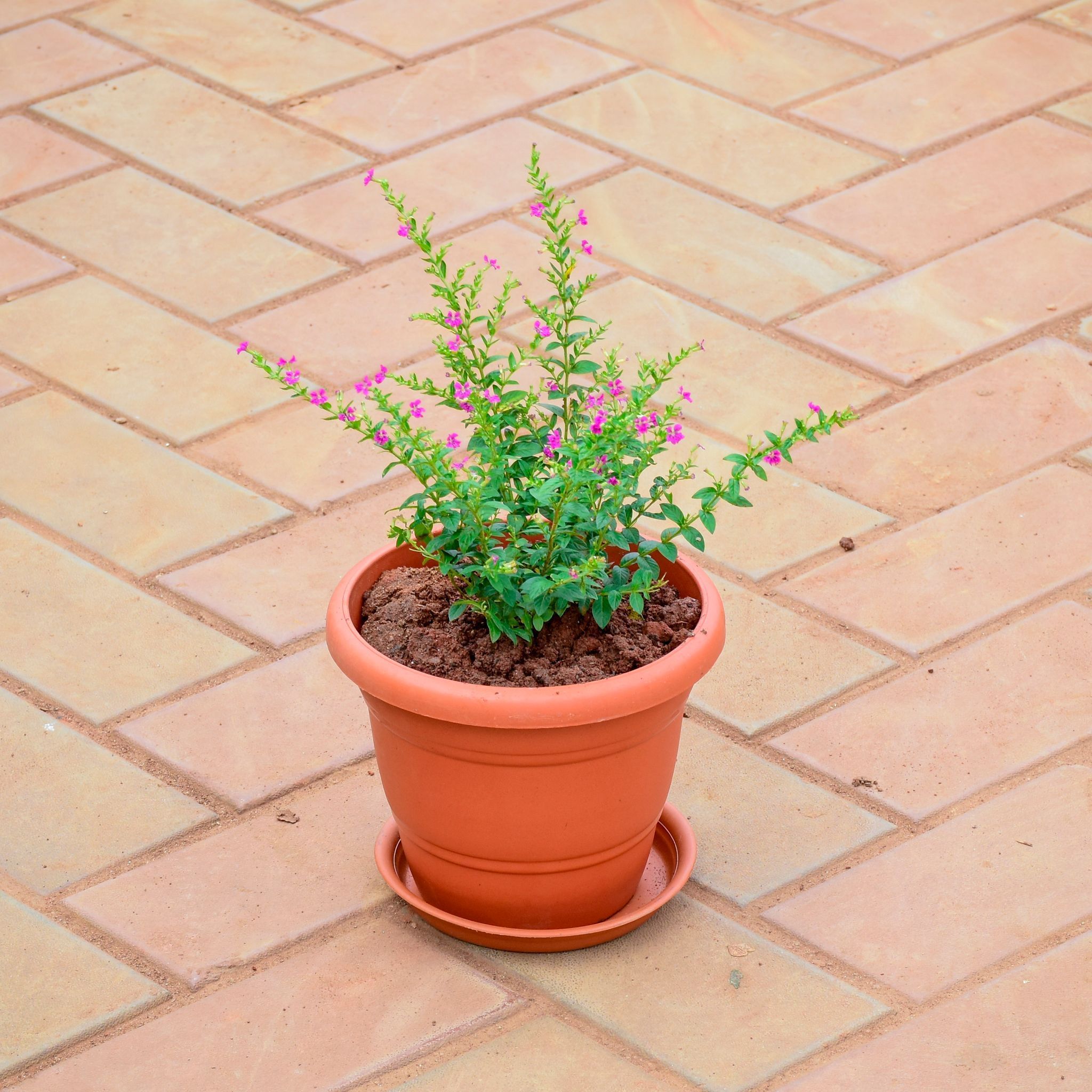 Cuphea / False Heather (any colour)  in 8 Inch Terracotta Red Classy Plastic Pot with tray