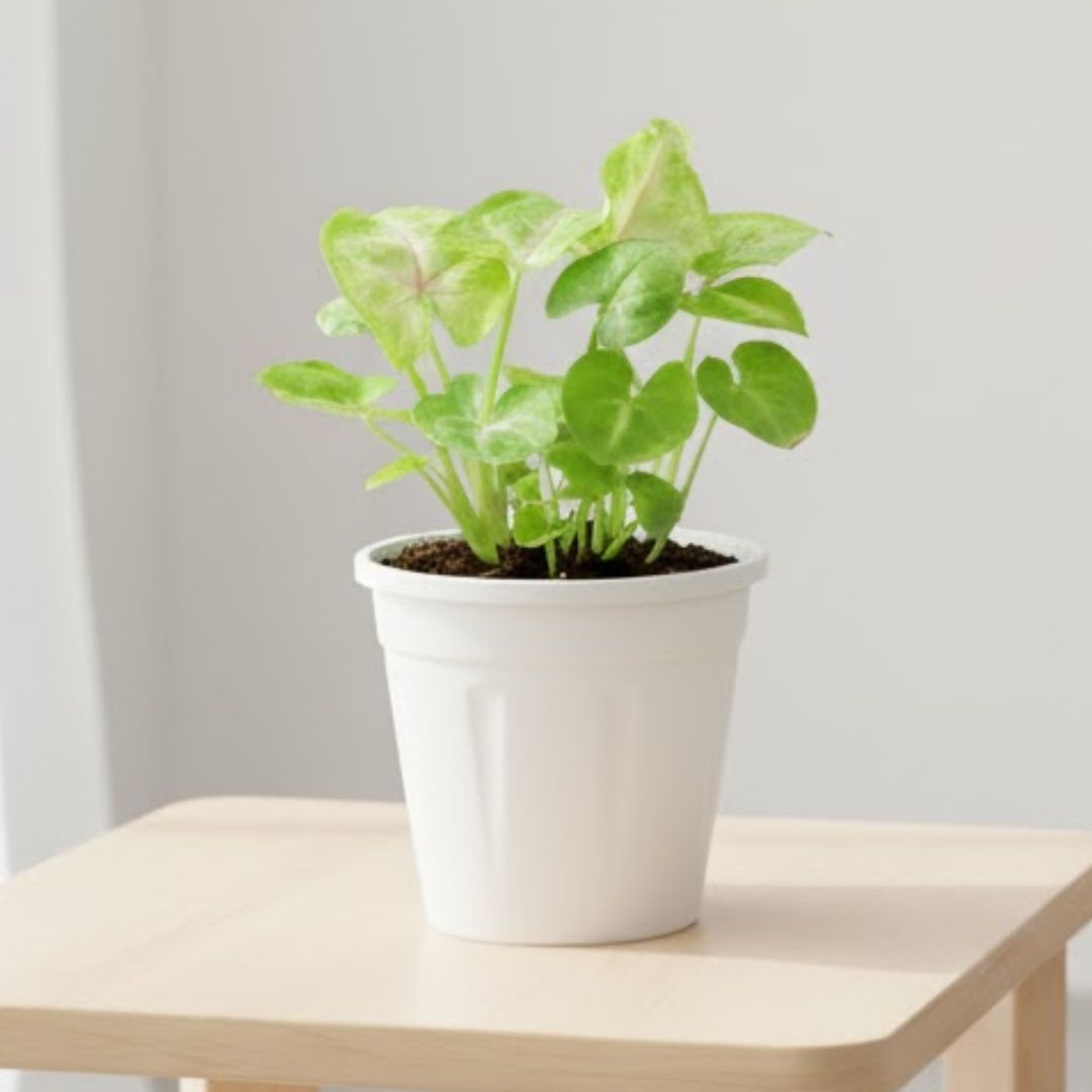 Air Purifying - Syngonium Golden in 4 Inch Nursery Pot