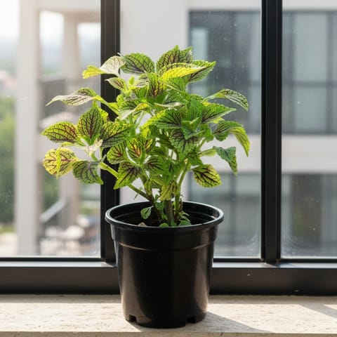Coleus (Any Design) in 6 Inch Nursery Pot