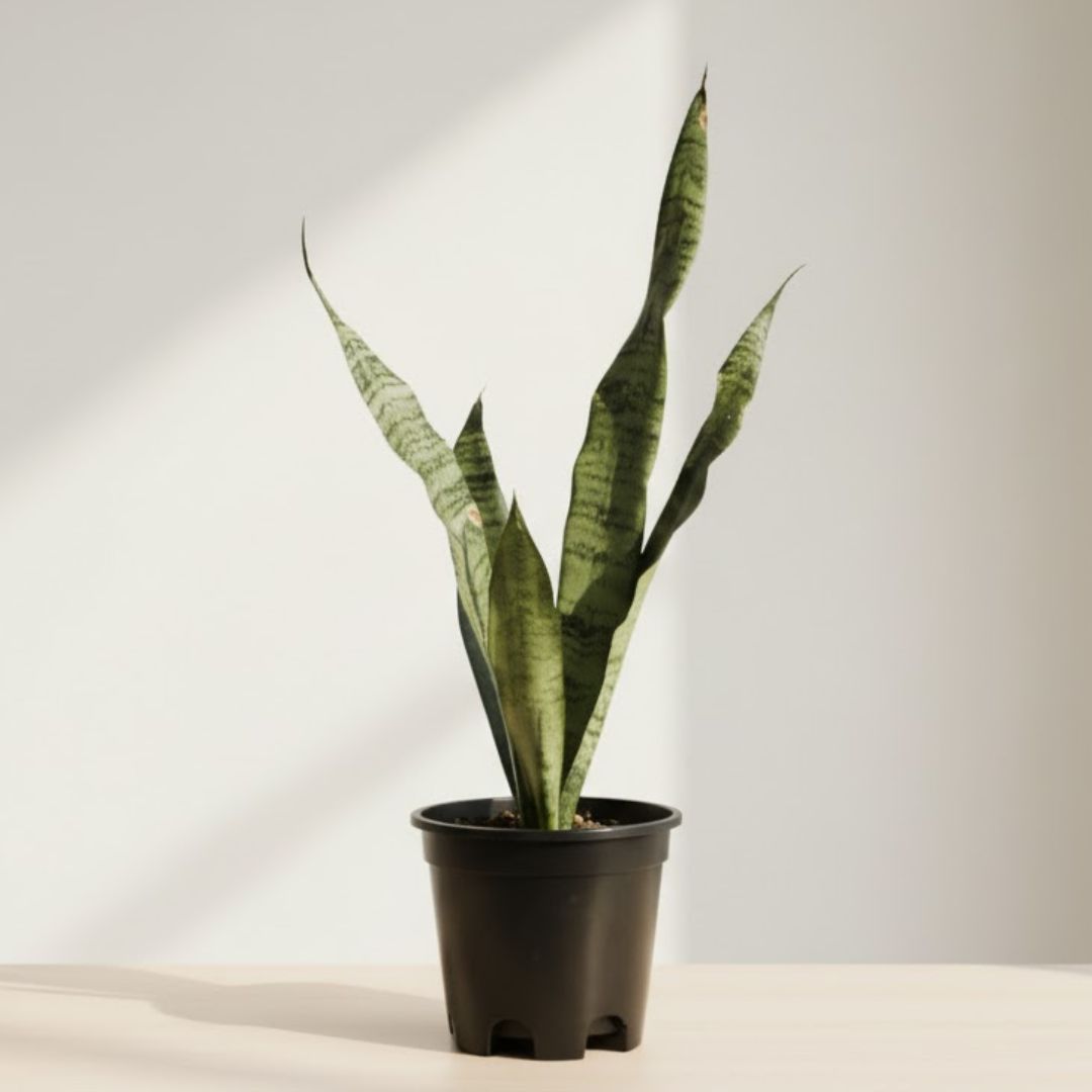 Air Purifier Snake Long Green (~ 1-1.5 Ft) in 6 Inch Nursery Pot