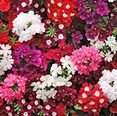 Set of 2 - Verbena (Any Colour) in 4 Inch Nursery Bag