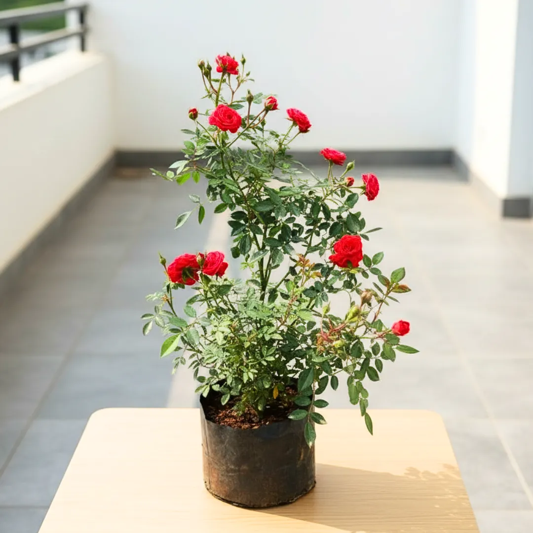 Button Rose Red in 5 Inch Nursery Bag