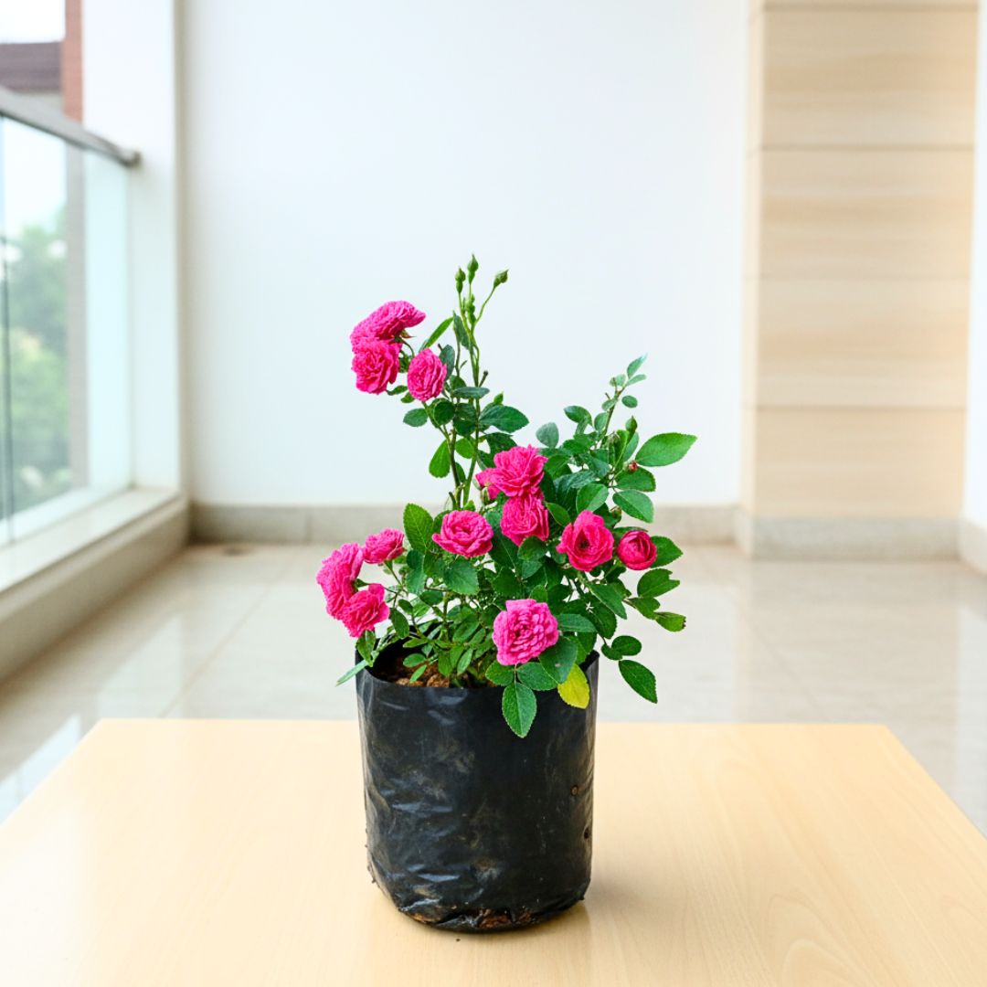 Button Rose Pink in 5 Inch Nursery Bag