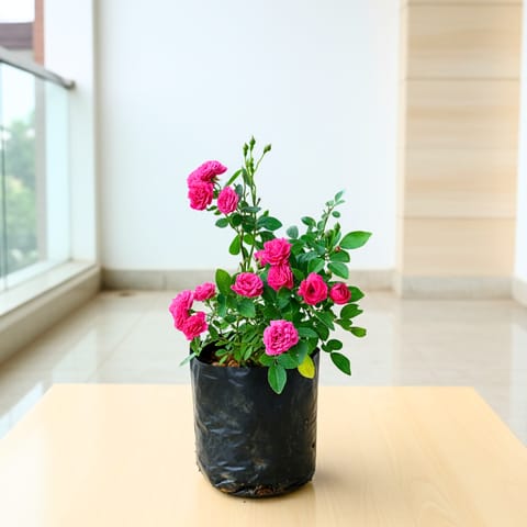 Button Rose Pink in 5 Inch Nursery Bag