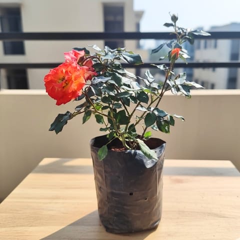 Desi Orange Rose in 6 Inch Nursery Bag