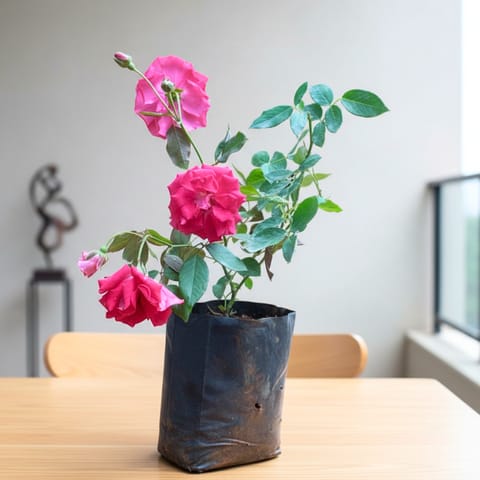 Kashmiri Rose in 5 Inch Nursery bag