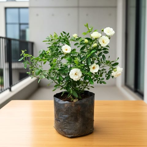 Button Rose White in 5 Inch Nursery Bag