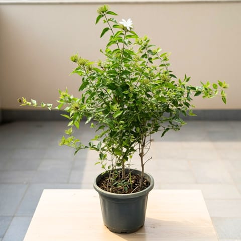 Mogra / Jasmine in 10 Inch Nursery Pot