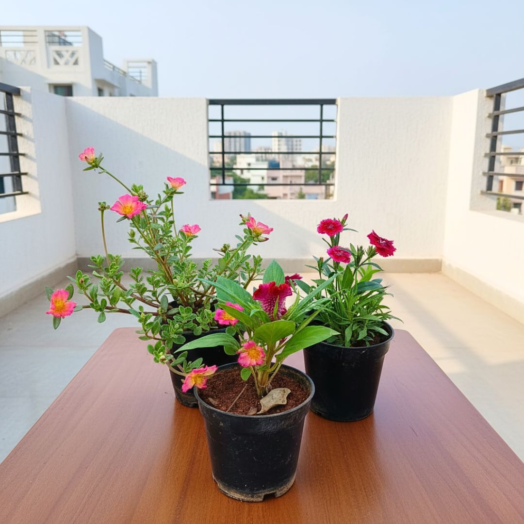 Set of 3 - Portulaca Moss Rose, Dianthus & Celosia (any colour) in 4 Inch Nursery Pot