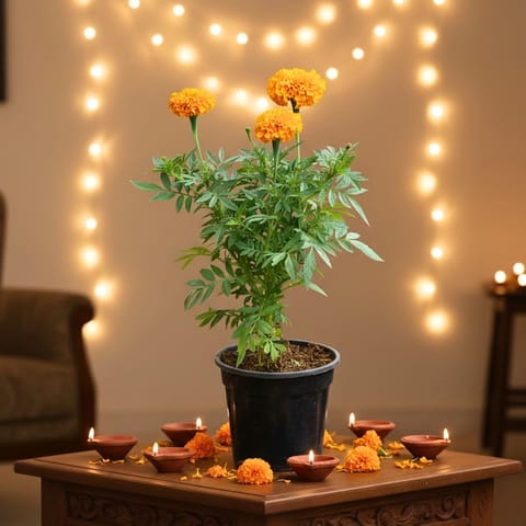 Marigold / Genda (Any Colour) in 4 Inch Nursery Pot