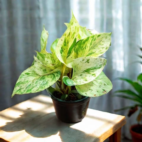 Money Plant White in 4 Inch Nursery Pot