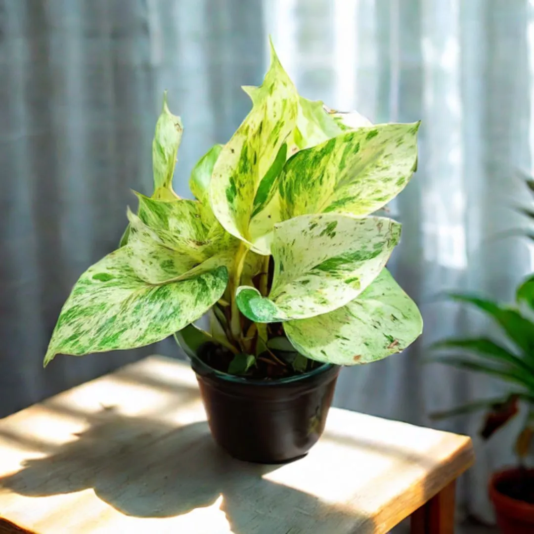 Money Plant White in 4 Inch Nursery Pot