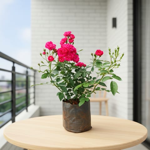 Rose Pink in 6 Inch Nursery Bag