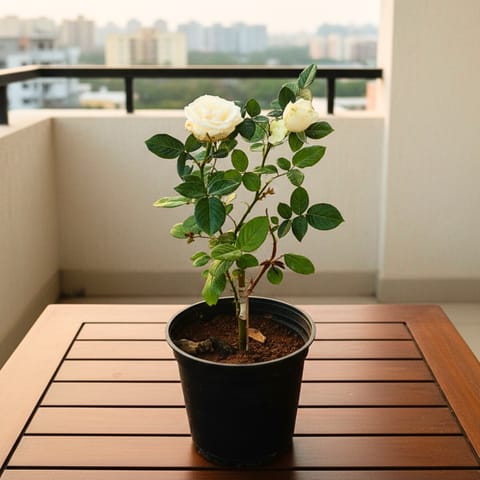 Rose White in 6 Inch Nursery Pot
