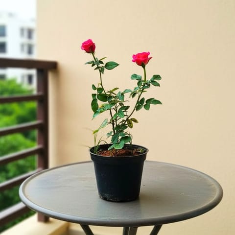 Rose Pink in 6 Inch Nursery Pot