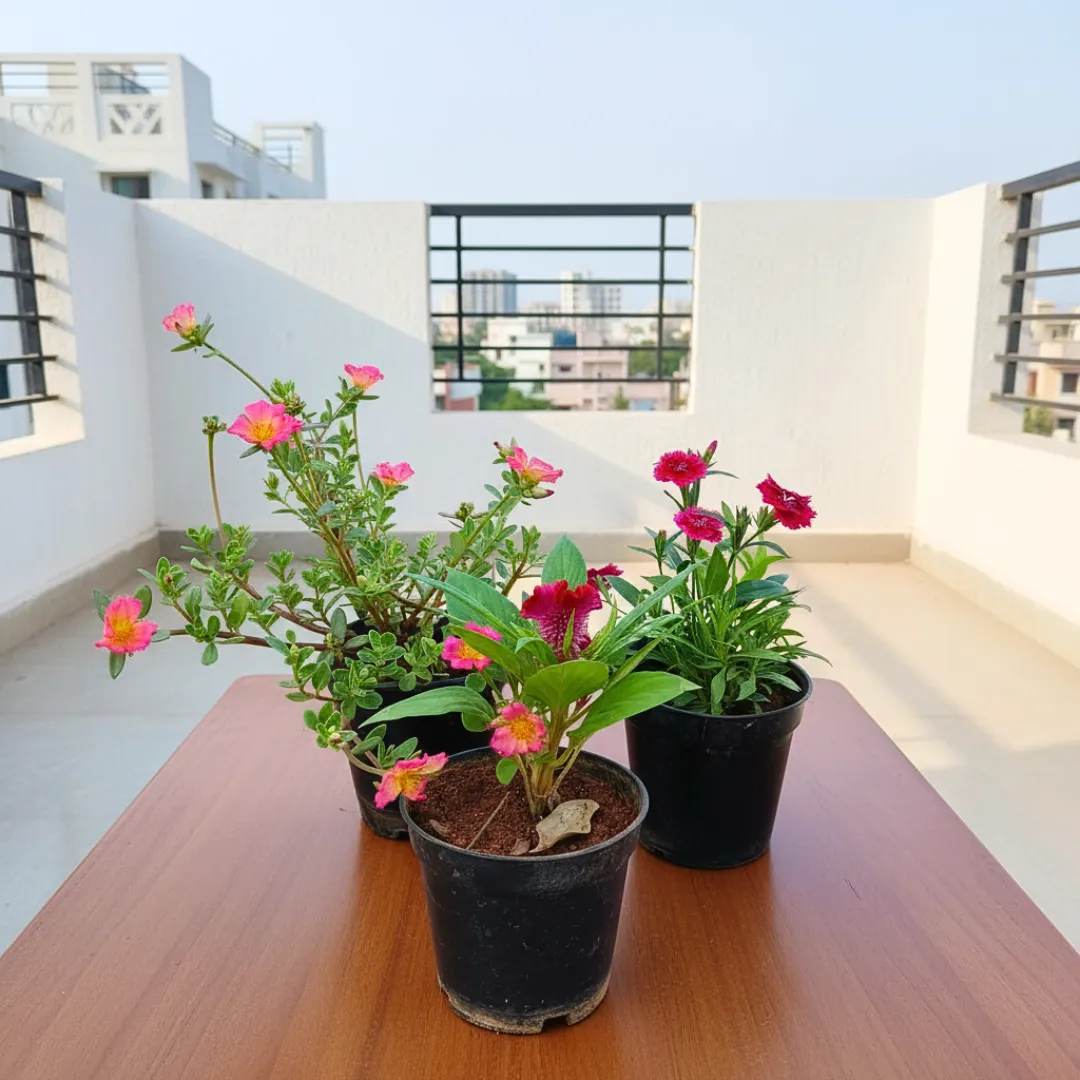 Set of 3 - Portulaca Moss Rose, Dianthus & Celosia (any colour) in 4 Inch Nursery Pot