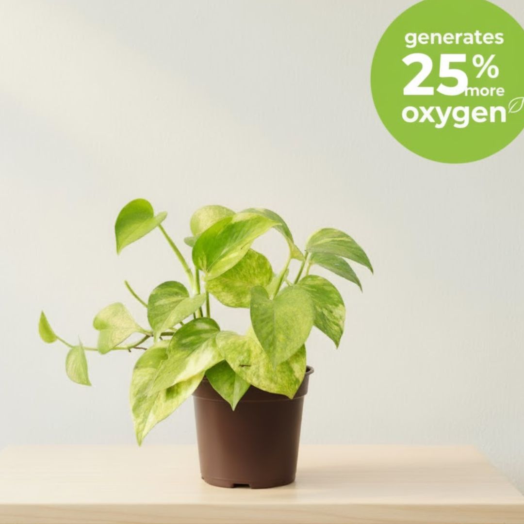 Air Purifying - Money Plant in 4 Inch Nursery Pot
