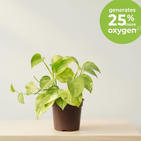Air Purifying - Money Plant in 4 Inch Nursery Pot