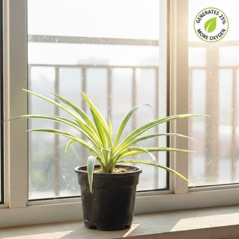 Air Purifier Spider Plant in 4 Inch Nursery Pot