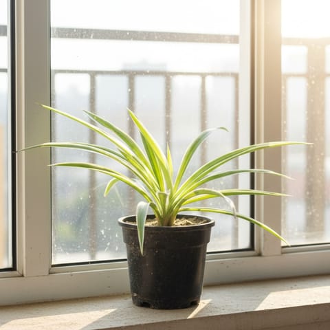 Air Purifier Spider Plant in 4 Inch Nursery Pot
