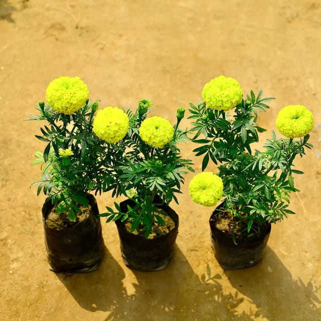 Set of 3 - Marigold / Genda (Any Colour) in 4 Inch Nursery Bag