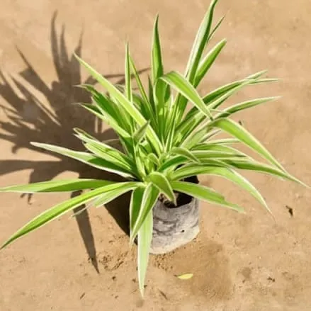 Fresh Spider in 4 Inch Nursery Bag