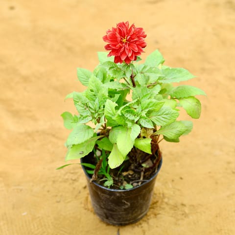 Dahlia (any colour) in 6 Inch Nursery Pot