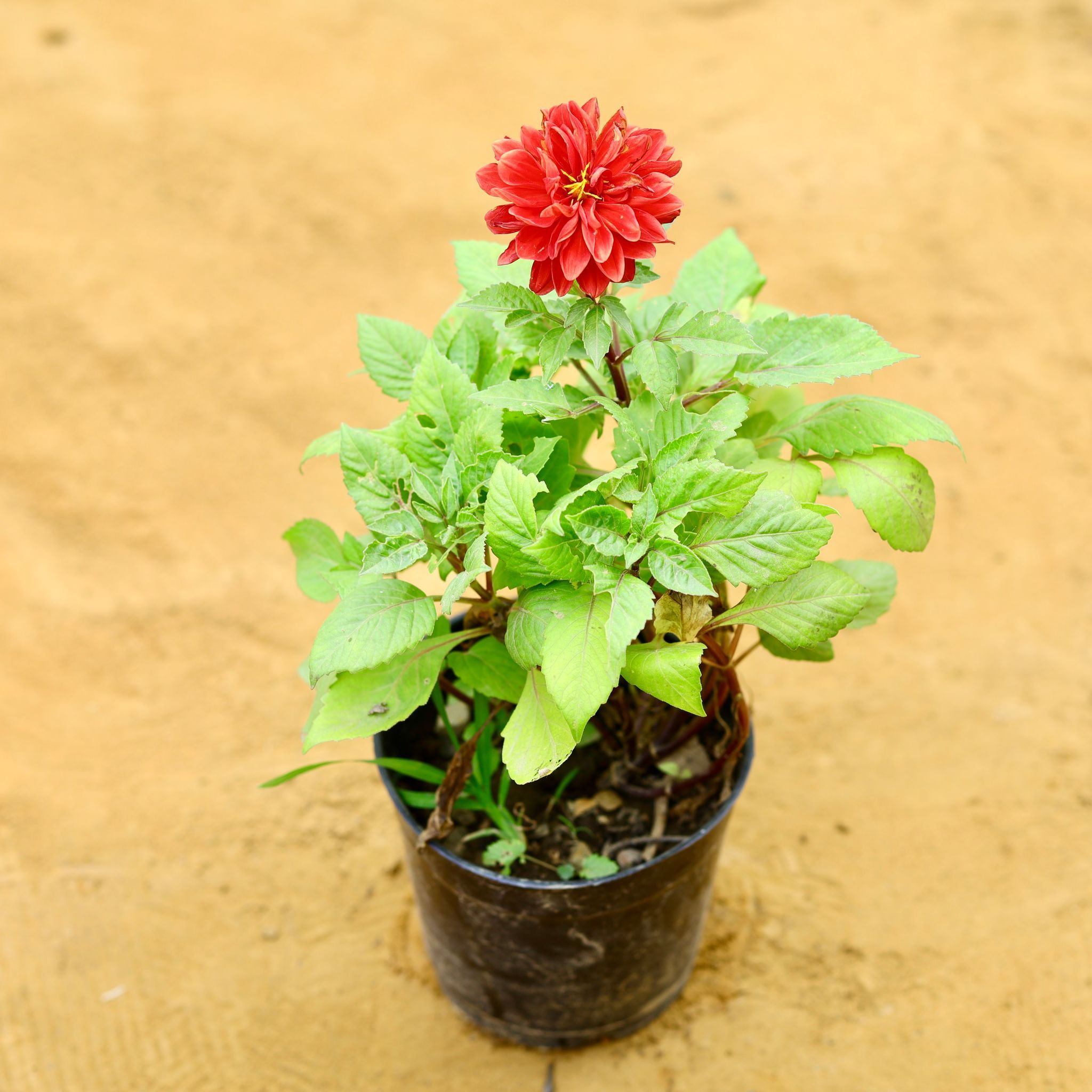 Dahlia (any colour) in 6 Inch Nursery Pot