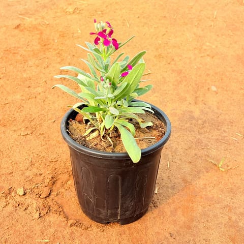 Stock Plant (Any Colour) in 6 Inch Nursery Pot