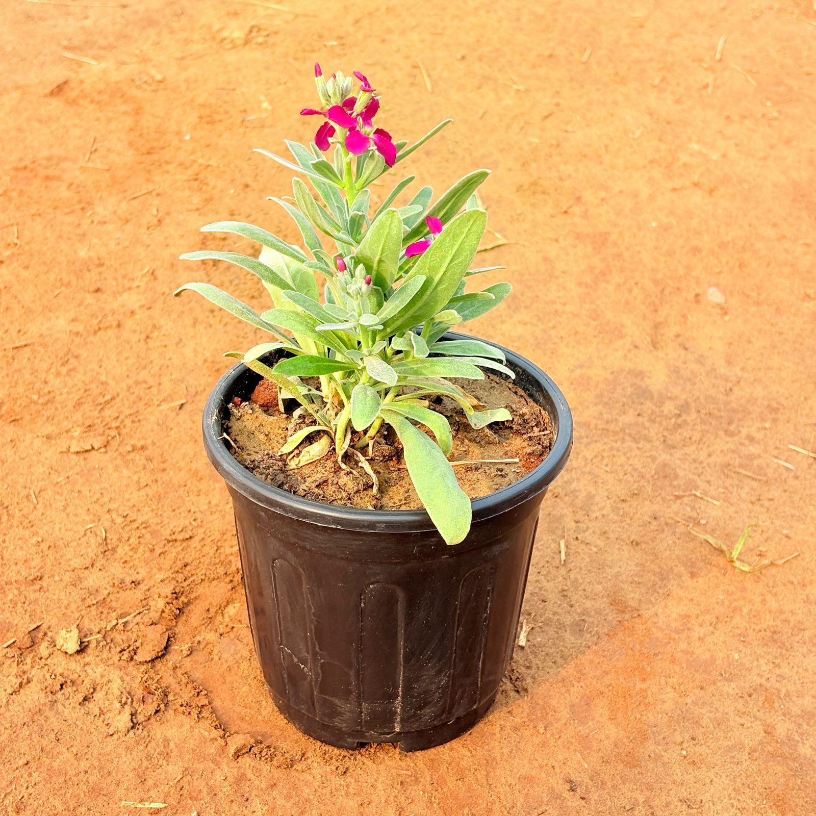Stock Plant (Any Colour) in 6 Inch Nursery Pot