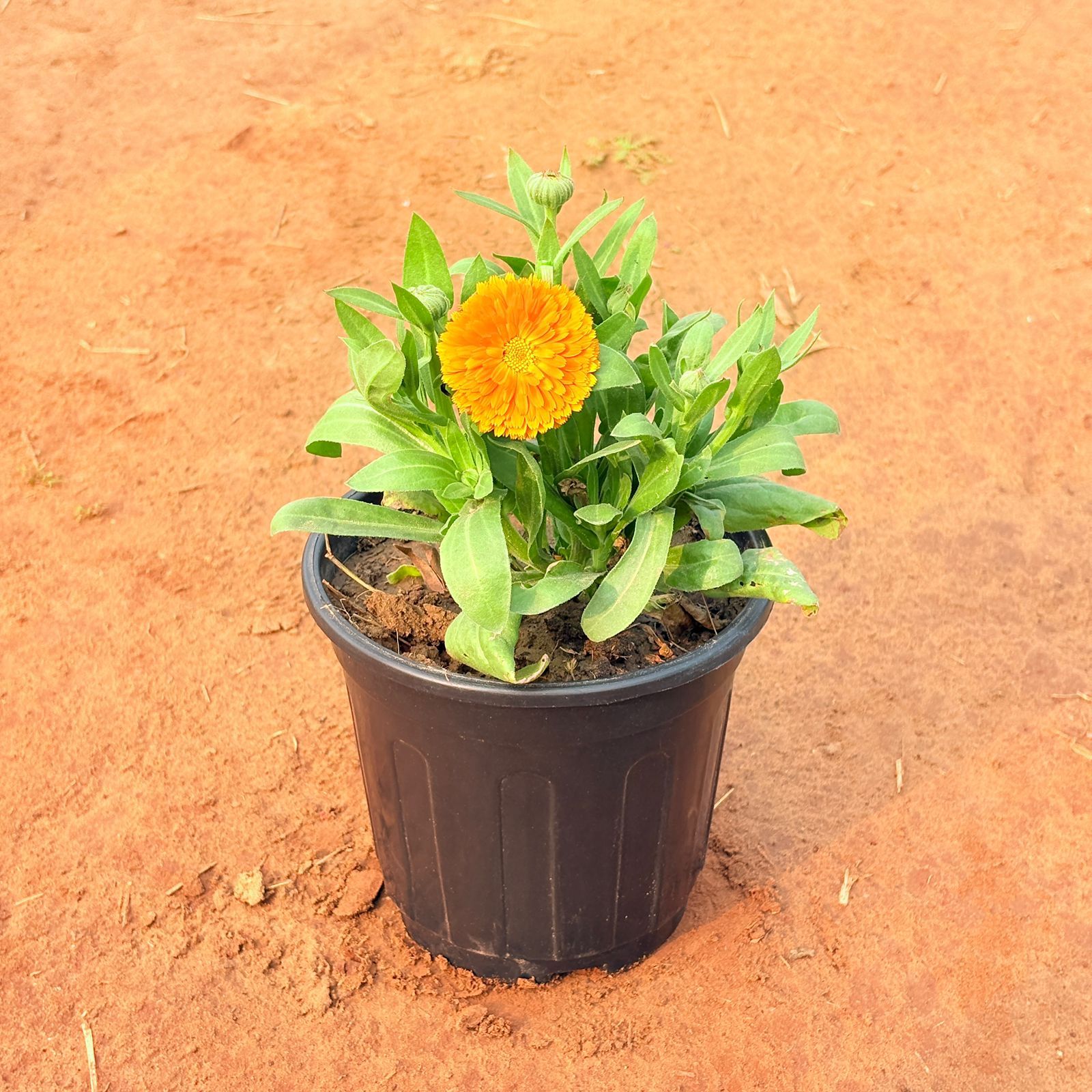Calendula (any colour) in 6 Inch Nursery Pot